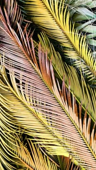 Tropical palm leaves lie on ground creating beautiful textured background, flat lay, vertical frame.