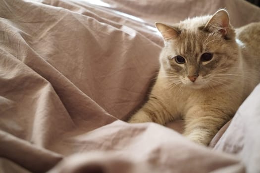 Front view of a cute beautiful Siamese breed cat on a classic brown blanket. High quality photo