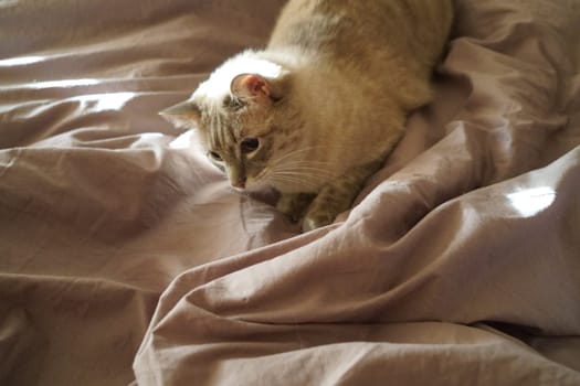 Front view of a cute beautiful Siamese breed cat on a classic brown blanket. High quality photo