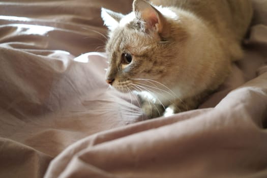 Front view of a cute beautiful Siamese breed cat on a classic brown blanket. High quality photo