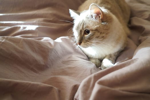 Front view of a cute beautiful Siamese breed cat on a classic brown blanket. High quality photo