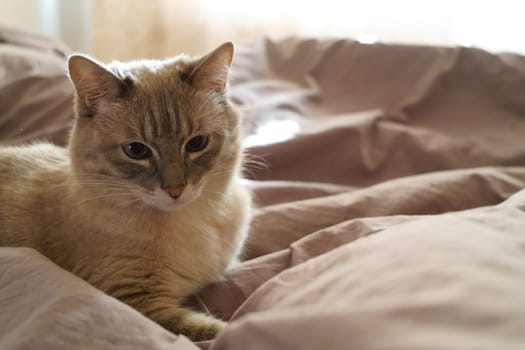 Front view of a cute beautiful Siamese breed cat on a classic brown blanket. High quality photo