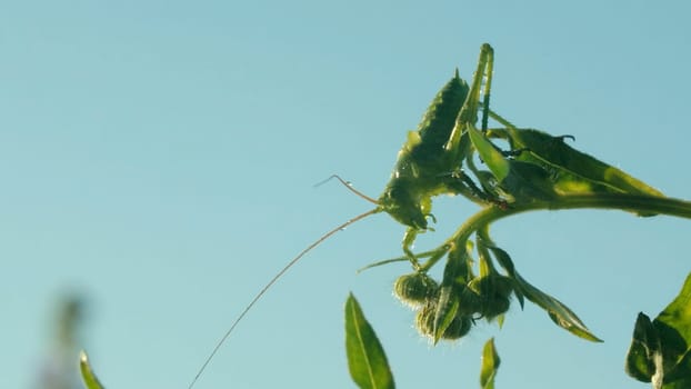 Large green grasshopper against blue sky background, close up footage. Creative. Green insect on a green summer plant