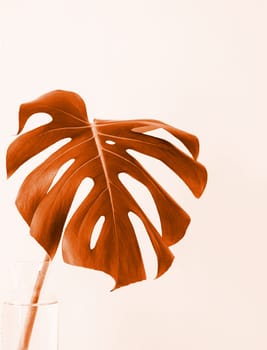 Color of the year 2024: Peach Fuzz. beautiful view of monstera plant in monochrome color.