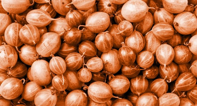 Color of the year 2024: Peach Fuzz. Gooseberry Harvest, a crop of ripe gooseberries. Berries of gooseberry close-up. Fresh gooseberries us background.