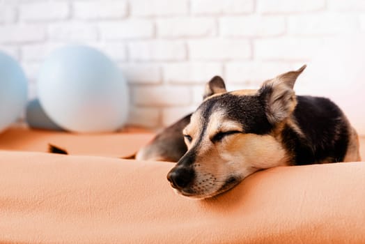 Color of the year 2024: Peach Fuzz. Cute tired mixed breed dog sleeping on dog bed at home with balloons on background