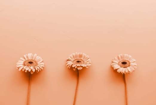 Color of the year 2024: Peach Fuzz. Three gerbera daisies in a raw . Sequence and symmetry. Minimal design flat lay.