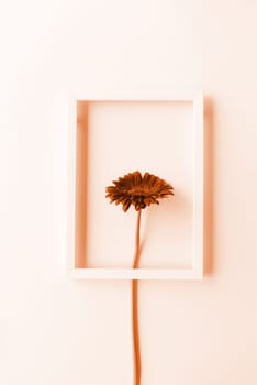 Color of the year 2024: Peach Fuzz. Minimal concept. gerbera flower in a white frame