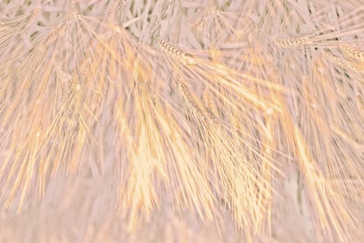 Abstract background with ears of wheat, vibrating shades, painted in the fashionable Pantone color Peach Fuzz 2024