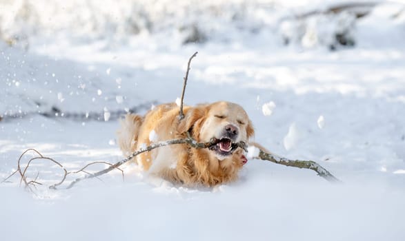 Golden Retriever Dog Plays With Stick In Winter Forest, Enjoying Snowy Fun