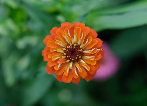 Bright orange gerbera flower growing in garden closeup. Beautiful nature concept