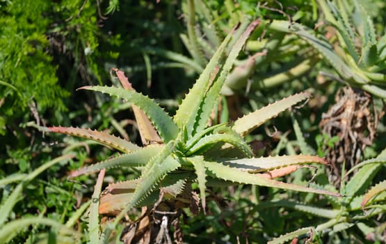 Aloe vera plant growing in garden closeup background. Cultivation of medicinal plants concept