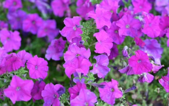 Pink petunia flowers growing in garden closeup background. Floristry design landscape concept