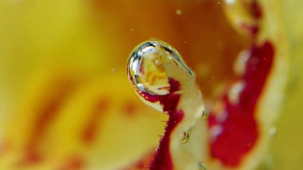 The inside of the bud. Stock footage.Large bubbles in macro photography that cover a yellow bud in water . High quality FullHD footage