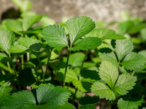 The Green leaves of Mock Strawberry plant for ground cover in the garden