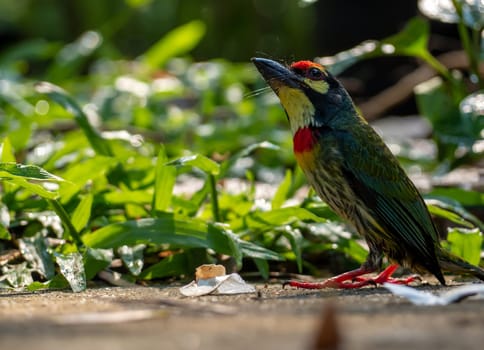 The Coppersmith barbet bird in the garden