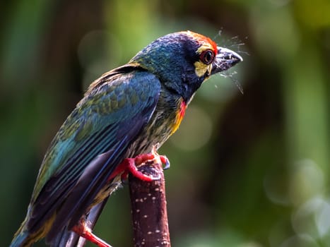 The Coppersmith barbet bird in the garden