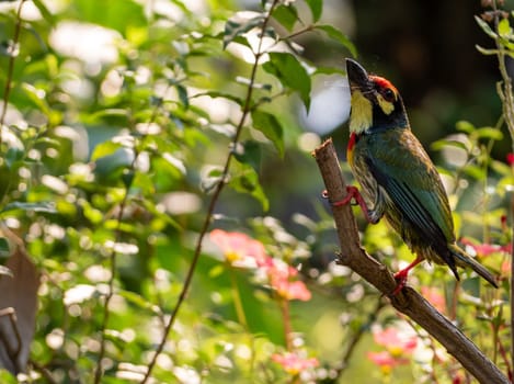 The Coppersmith barbet bird in the garden