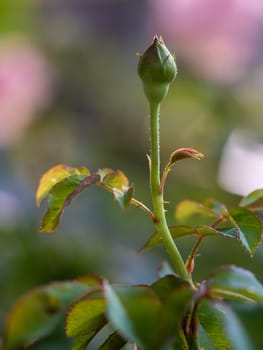 Roses begin to bloom the petals slowly bloom