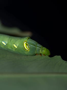 Caterpillar Oleander Hawk Moth eating leaf of colocasia