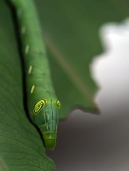 Caterpillar Oleander Hawk Moth eating leaf of colocasia