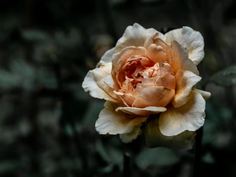 The wounded petals of a withering Masora roses