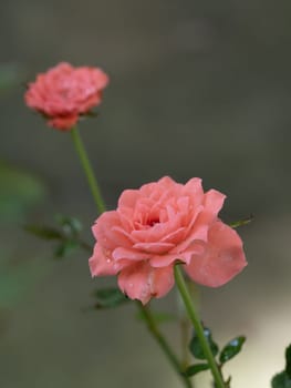 Shape and colors of miniature that bloom in the garden