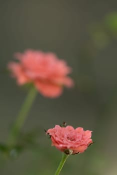 Shape and colors of miniature that bloom in the garden