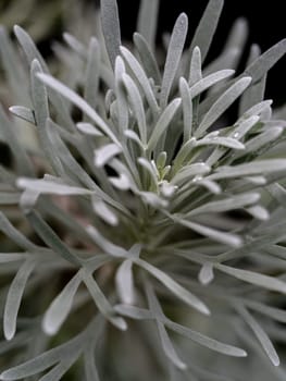 Silver detailed leaves of Crossostephium chinense