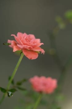 Shape and colors of miniature that bloom in the garden