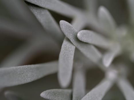 Silver detailed leaves of Crossostephium chinense