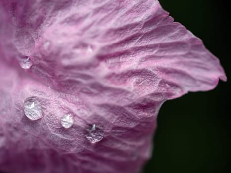 Close up delicate pink petals of the Wild Petunia flower