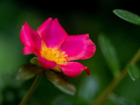 Bright vivid pink petals of the Common Purslane flower