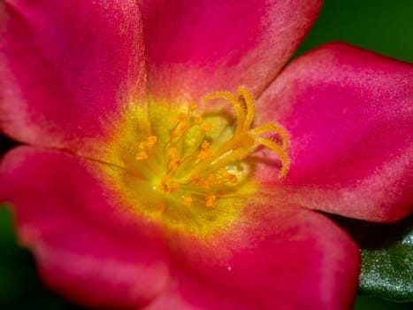 Bright vivid pink petals of the Common Purslane flower