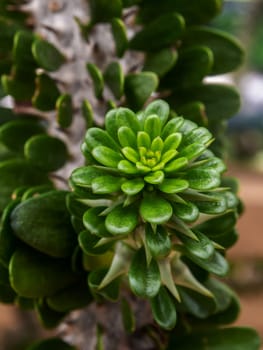 leaf buds of Alluaudia procera Drake cactus