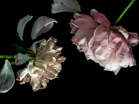 The wounded petals of the withering rose on black background