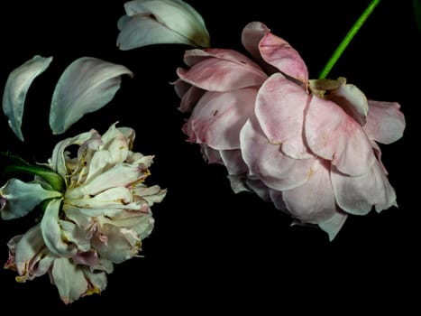 The wounded petals of the withering rose on black background