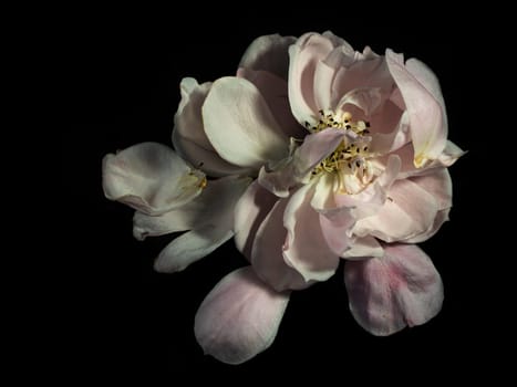 The wounded petals of a withering Plume the japanese roses