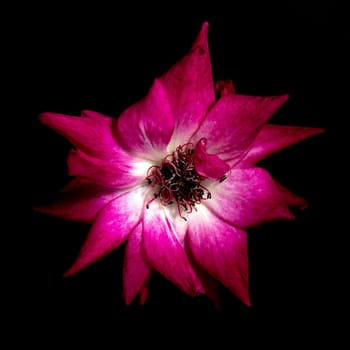 The wounded petals of a withering rose isolated on black background