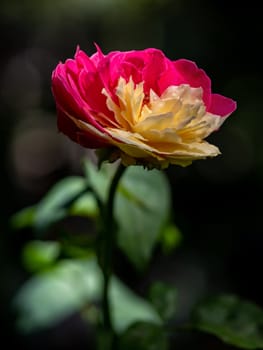 Shape and bicolors petals of Fugetsu the Japanese garden rose