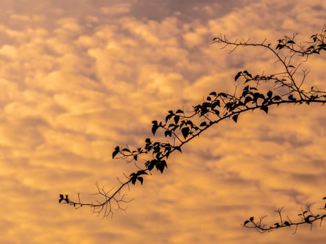 The silhouette tree branch and the fluffy clouds floating on the vivid color of light of the morning sky