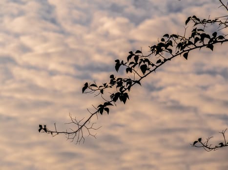 The silhouette tree branch and the fluffy clouds floating on the vivid color of light of the morning sky