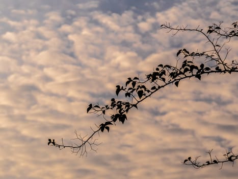 The silhouette tree branch and the fluffy clouds floating on the vivid color of light of the morning sky