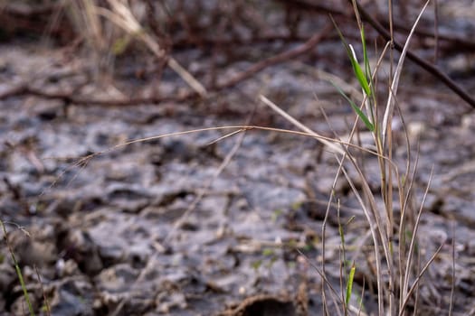 The grass growth on dried wasteland along the road