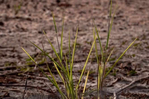 The grass growth on dried wasteland along the road