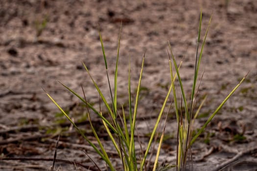 The grass growth on dried wasteland along the road