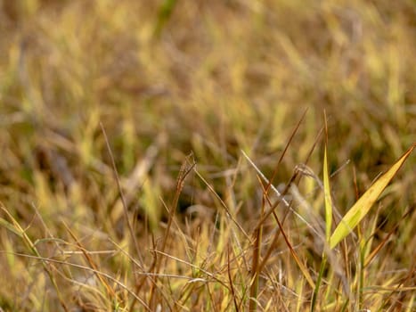 The grass growth on dried wasteland along the road