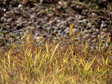 The withered grass growth on dried wasteland along the road