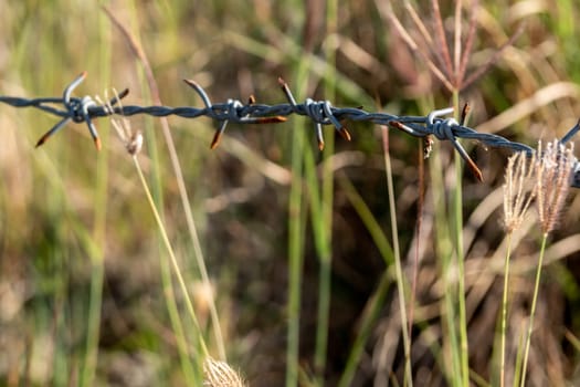 Rusty barbed wire fences are sharp and aggressive