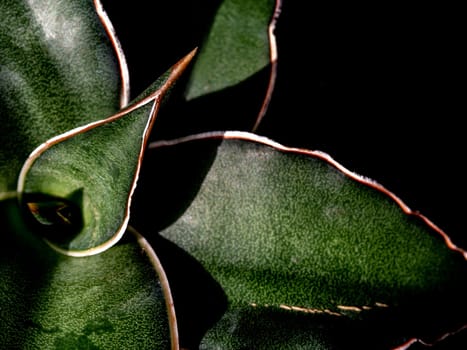 Sansevieria Samurai leaves in detail close up on top